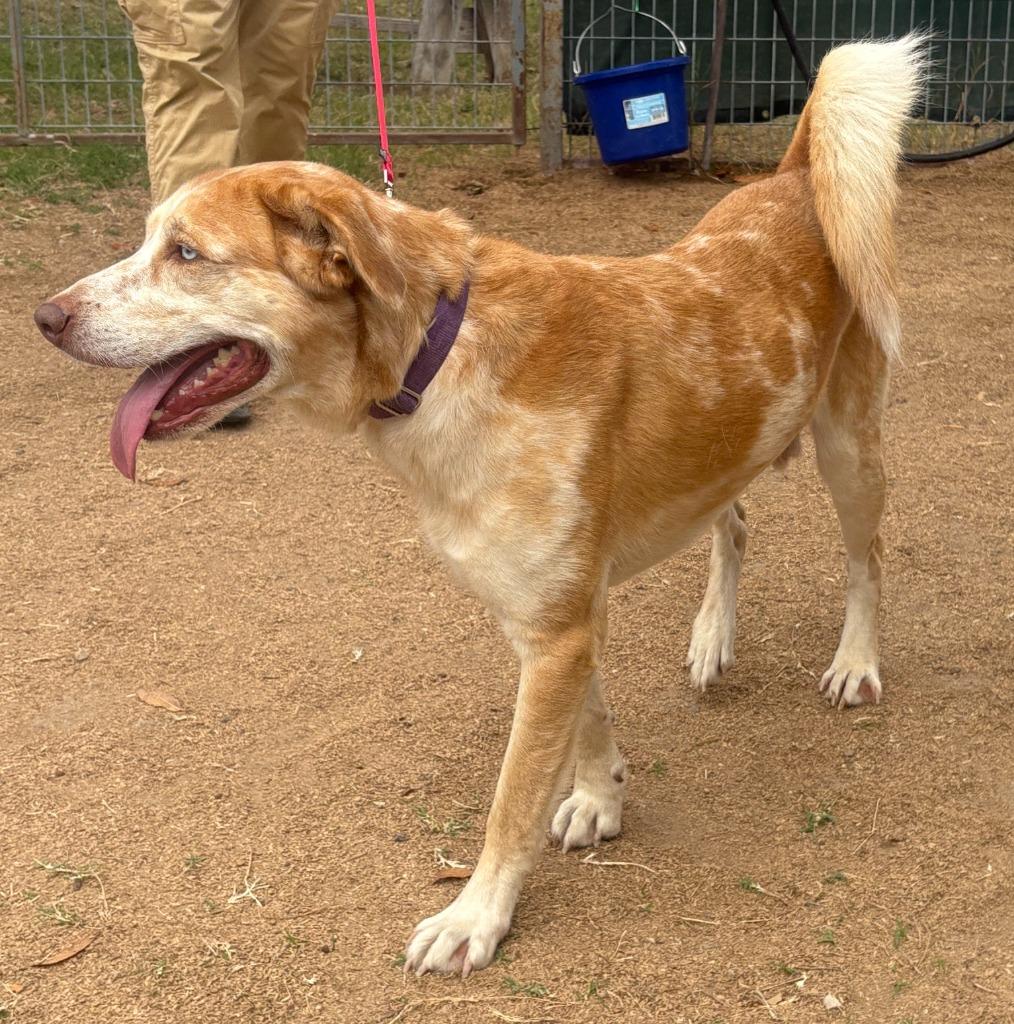 Enlarge Milo, a Adoptable Bearded Collie in New Braunfels, TX image 6/6