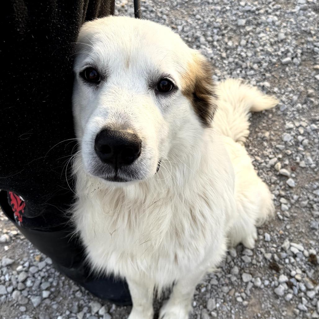 Bear, Adoptable, Adult Male Great Pyrenees.