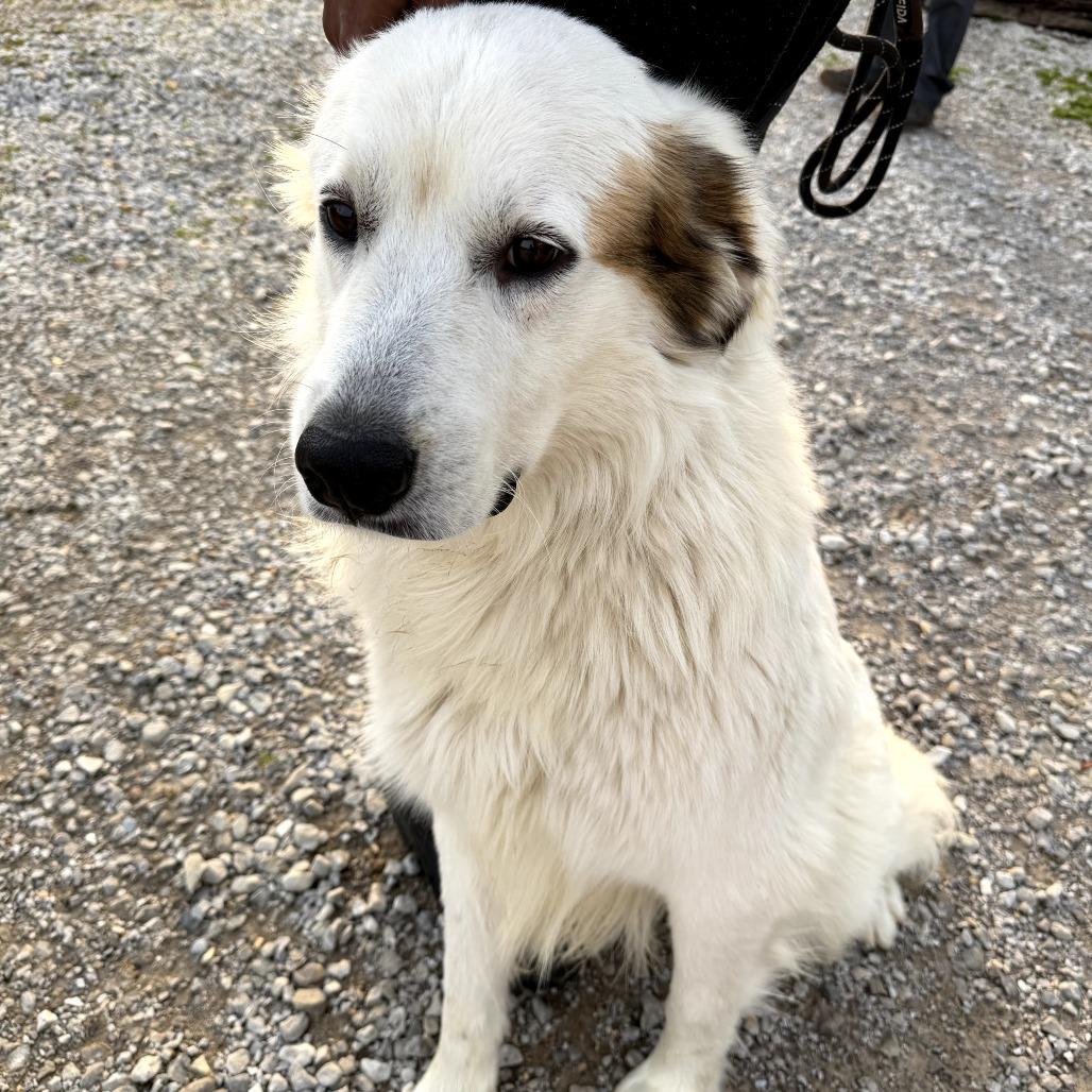 Enlarge Bear, a Adoptable Great Pyrenees in West Point, MS image 2/4