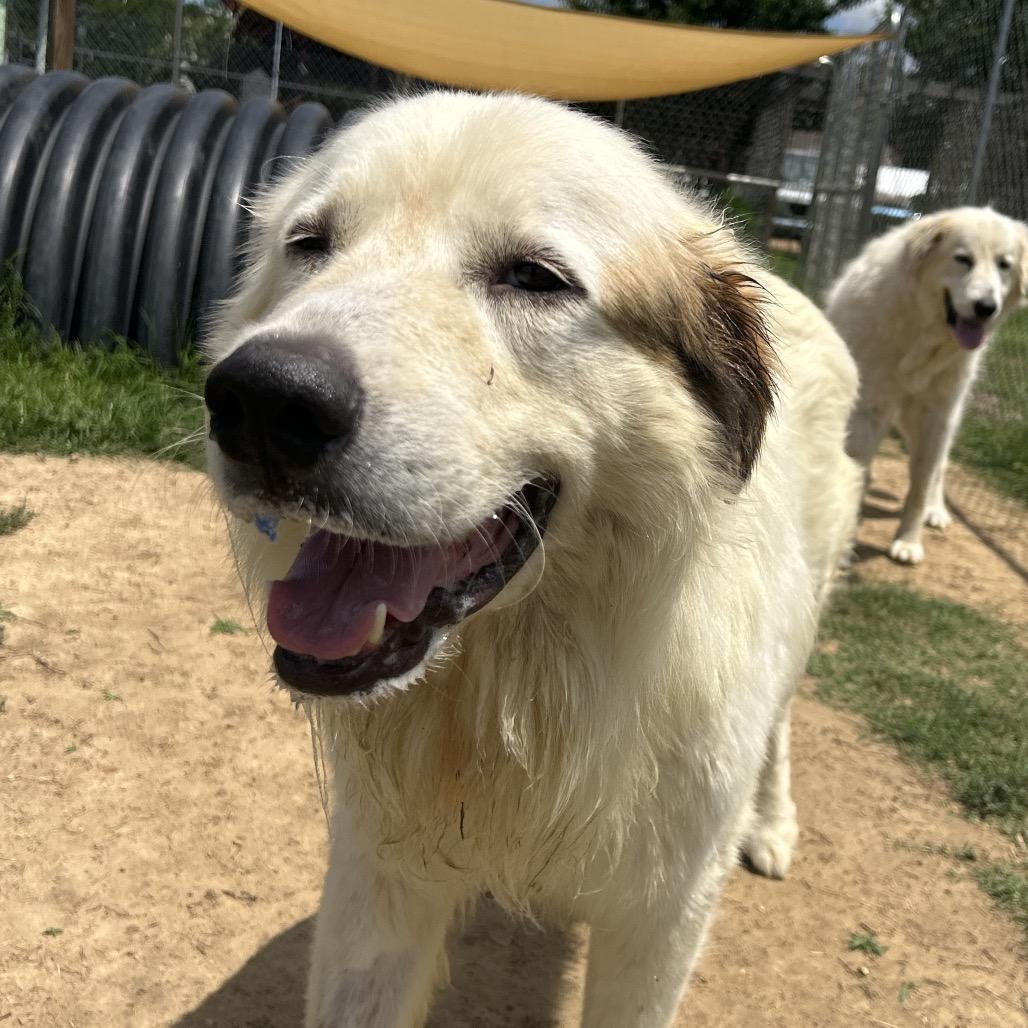 Enlarge Bear, a Adoptable Great Pyrenees in West Point, MS image 3/6
