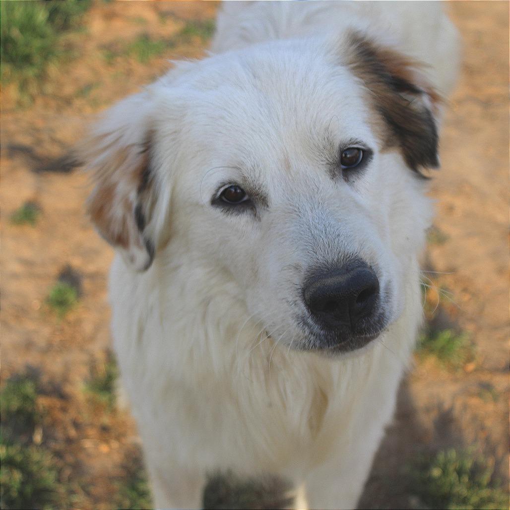 Enlarge Bear, a Adoptable Great Pyrenees in West Point, MS image 3/4
