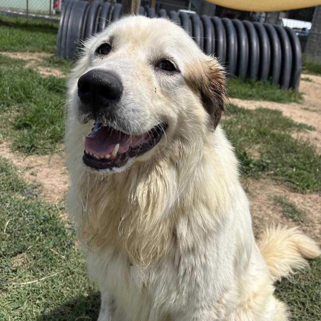 Enlarge Bear, a Adoptable Great Pyrenees in West Point, MS image 6/6