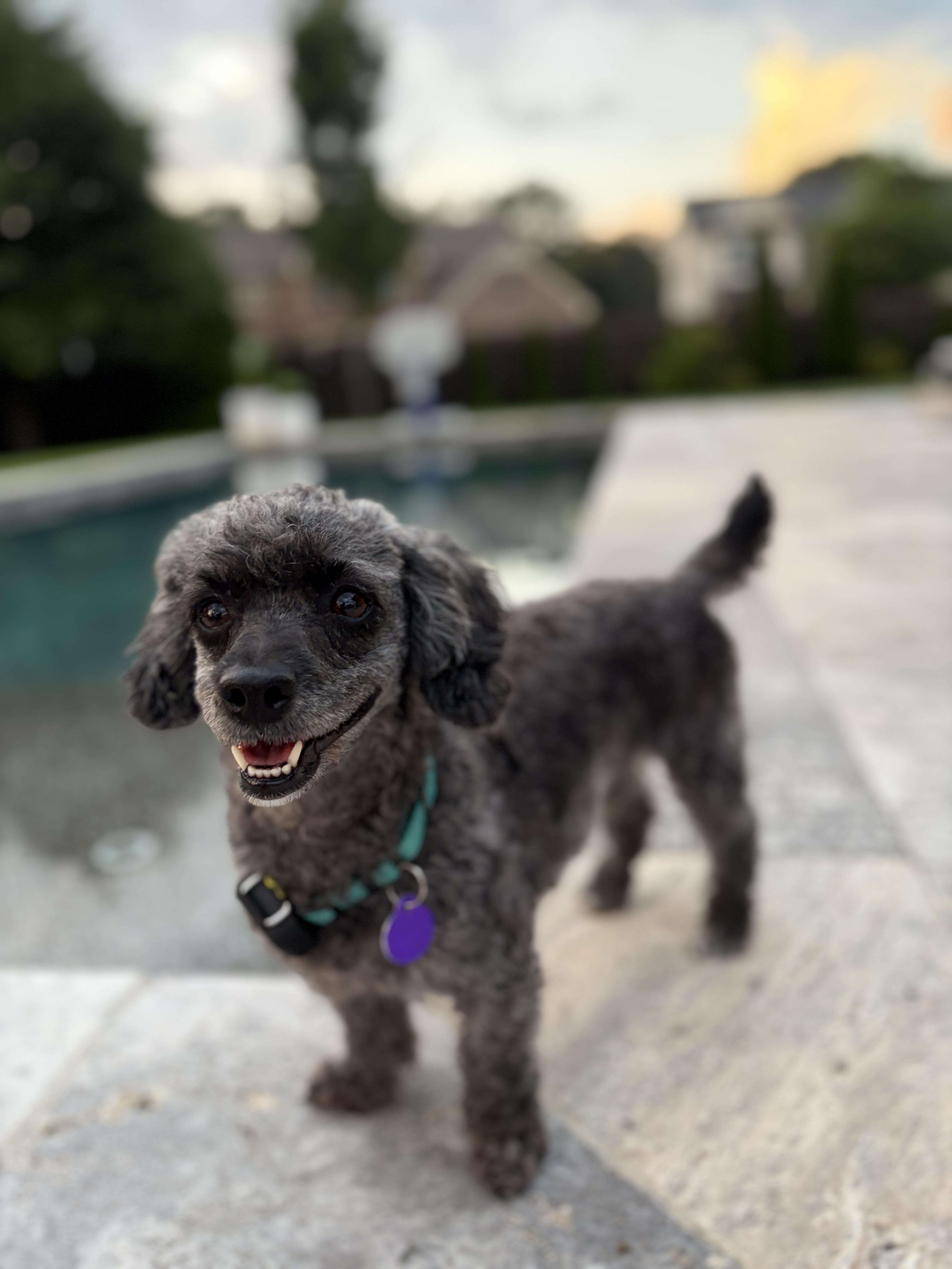 Enlarge Liza Minelli, a ADOPTABLE mixed breed in Atlanta, GA image 2/5