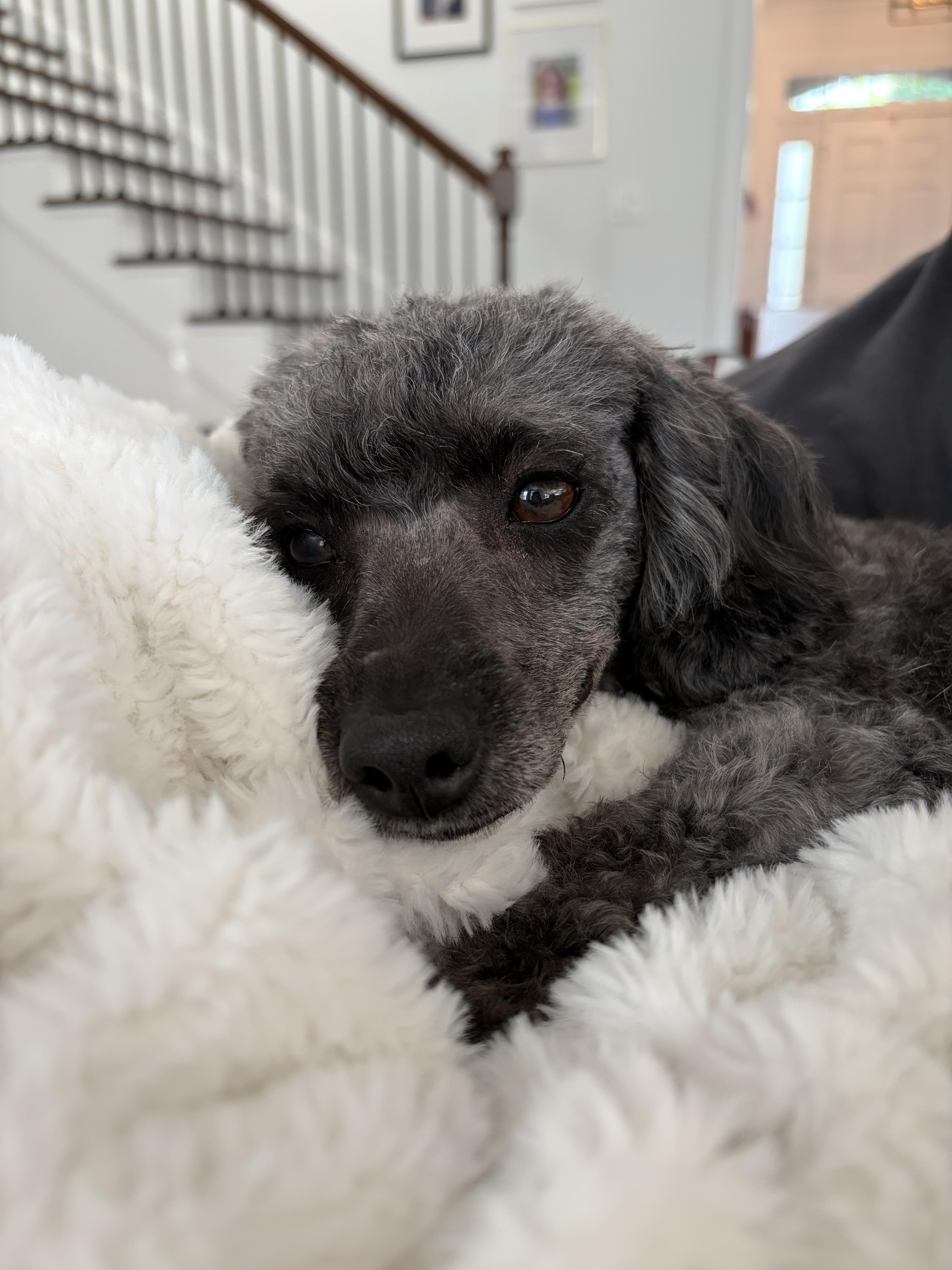 Enlarge Liza Minelli, a ADOPTABLE mixed breed in Atlanta, GA image 3/5