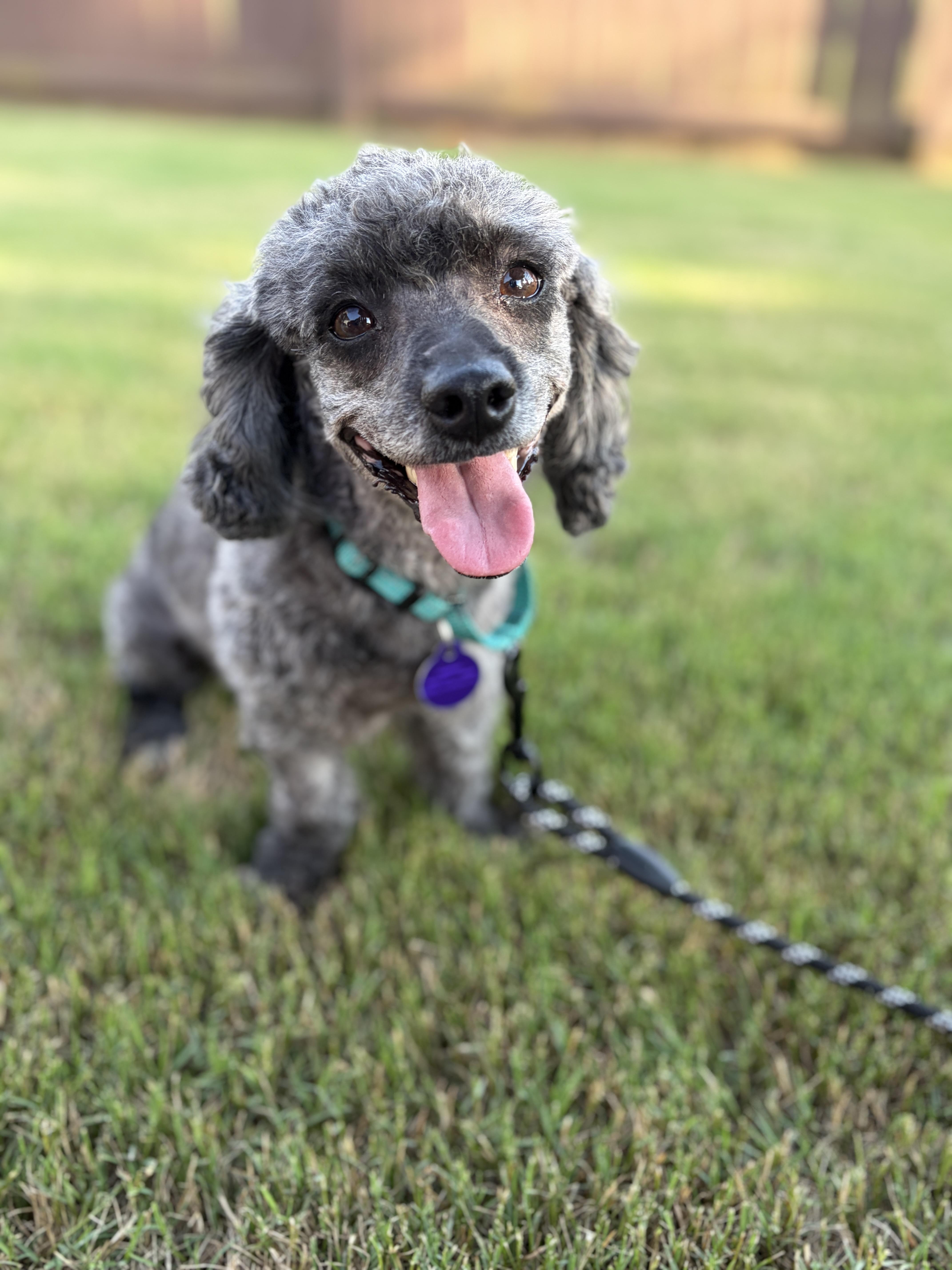 Liza Minelli, ADOPTABLE, Adult Female Dachshund & Miniature Poodle.