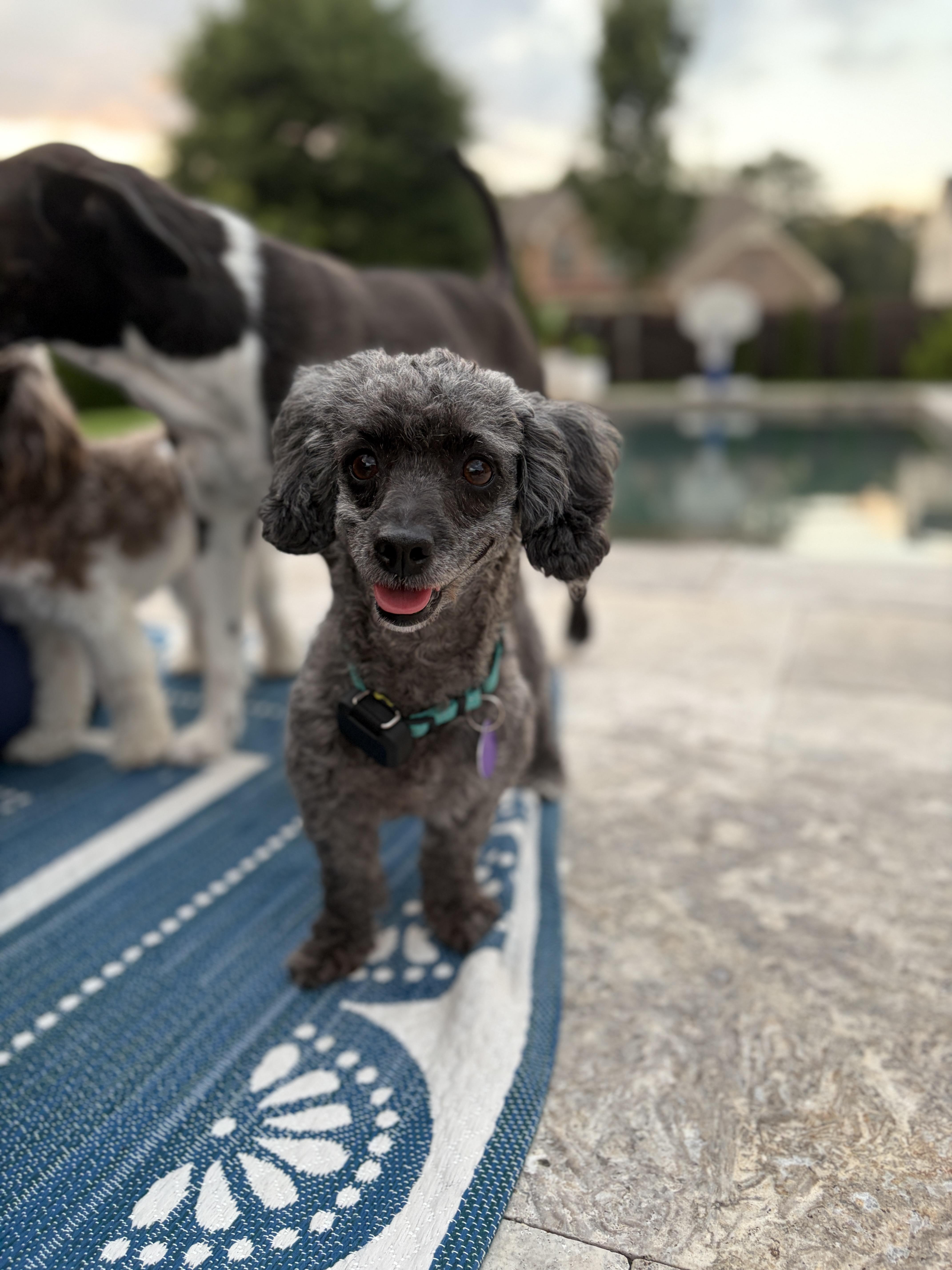 Enlarge Liza Minelli, a ADOPTABLE mixed breed in Atlanta, GA image 4/5