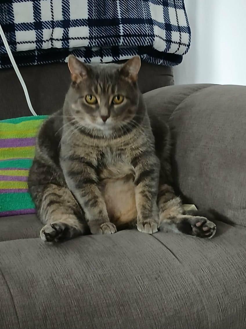 Enlarge Mystee, a Adoptable Domestic Short Hair in Brantford, ON image 3/6