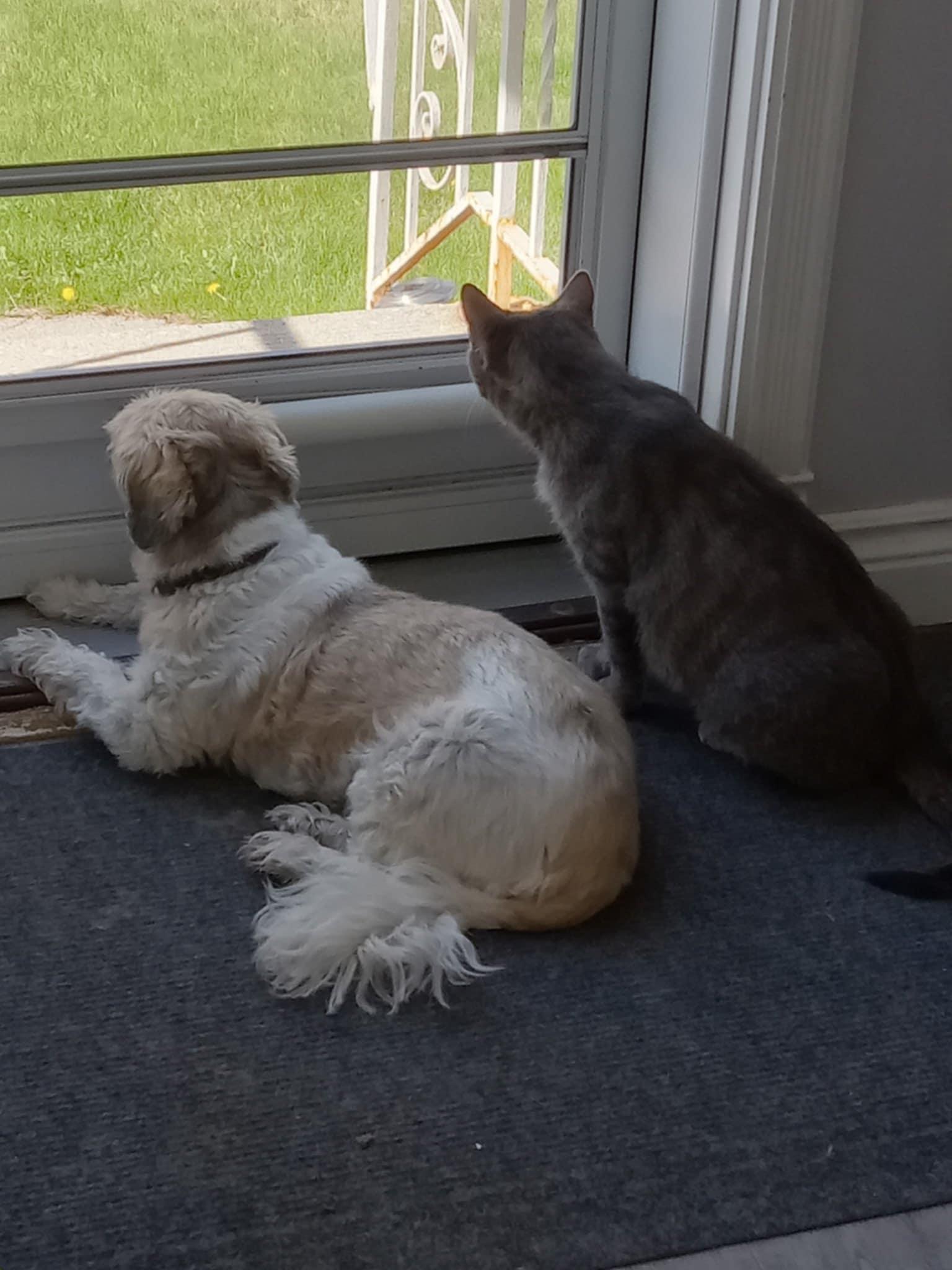 Enlarge Mystee, a Adoptable Domestic Short Hair in Brantford, ON image 5/6