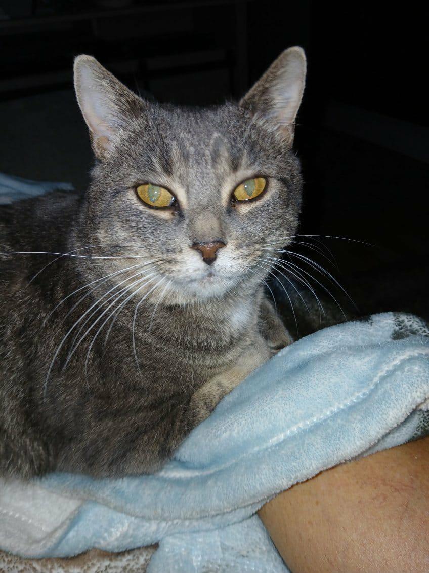 Enlarge Mystee, a Adoptable Domestic Short Hair in Brantford, ON image 6/6