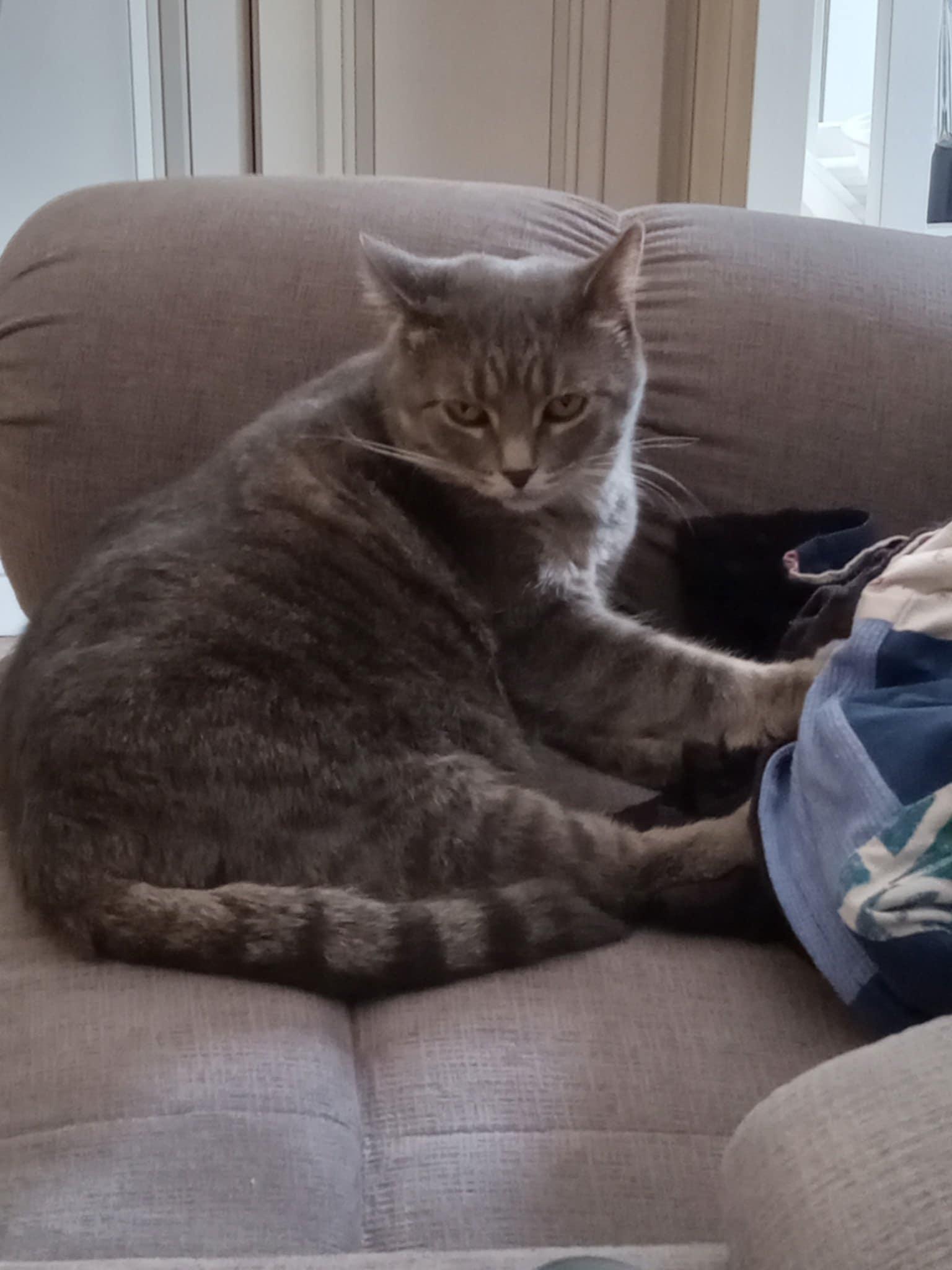 Mystee, Adoptable, Adult Female Domestic Short Hair.