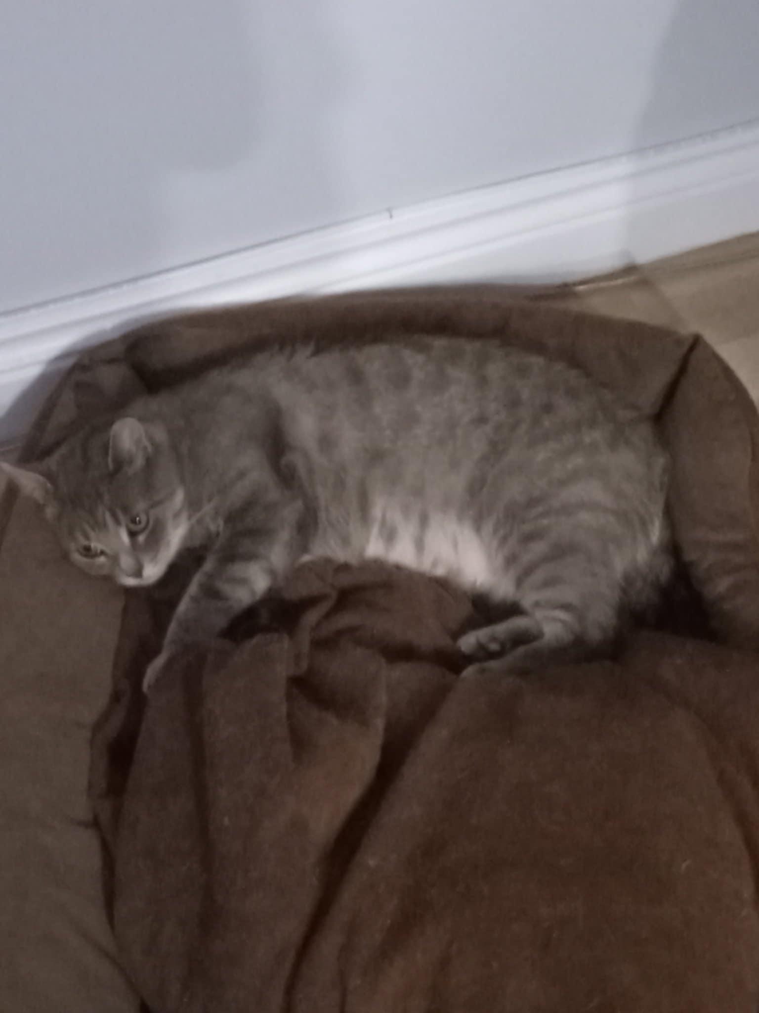 Enlarge Mystee, a Adoptable Domestic Short Hair in Brantford, ON image 4/6