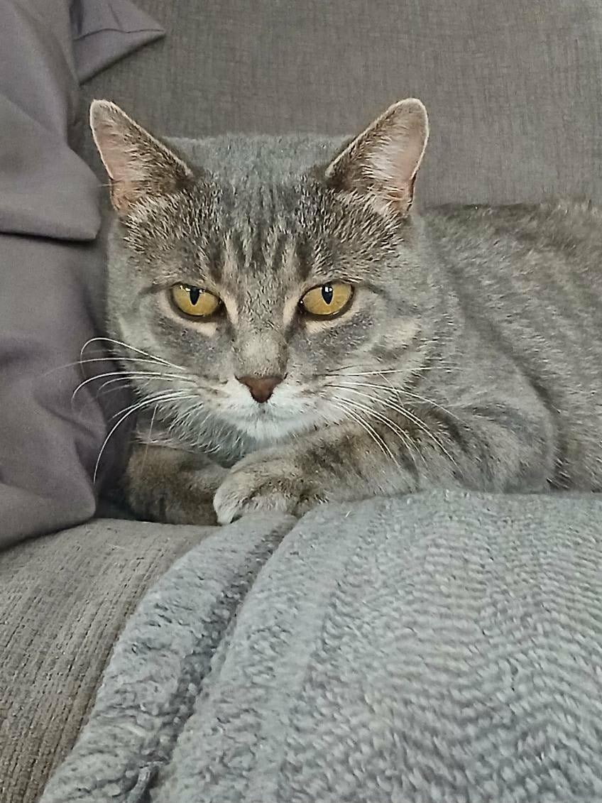 Mystee, Adoptable, Adult Female Domestic Short Hair.