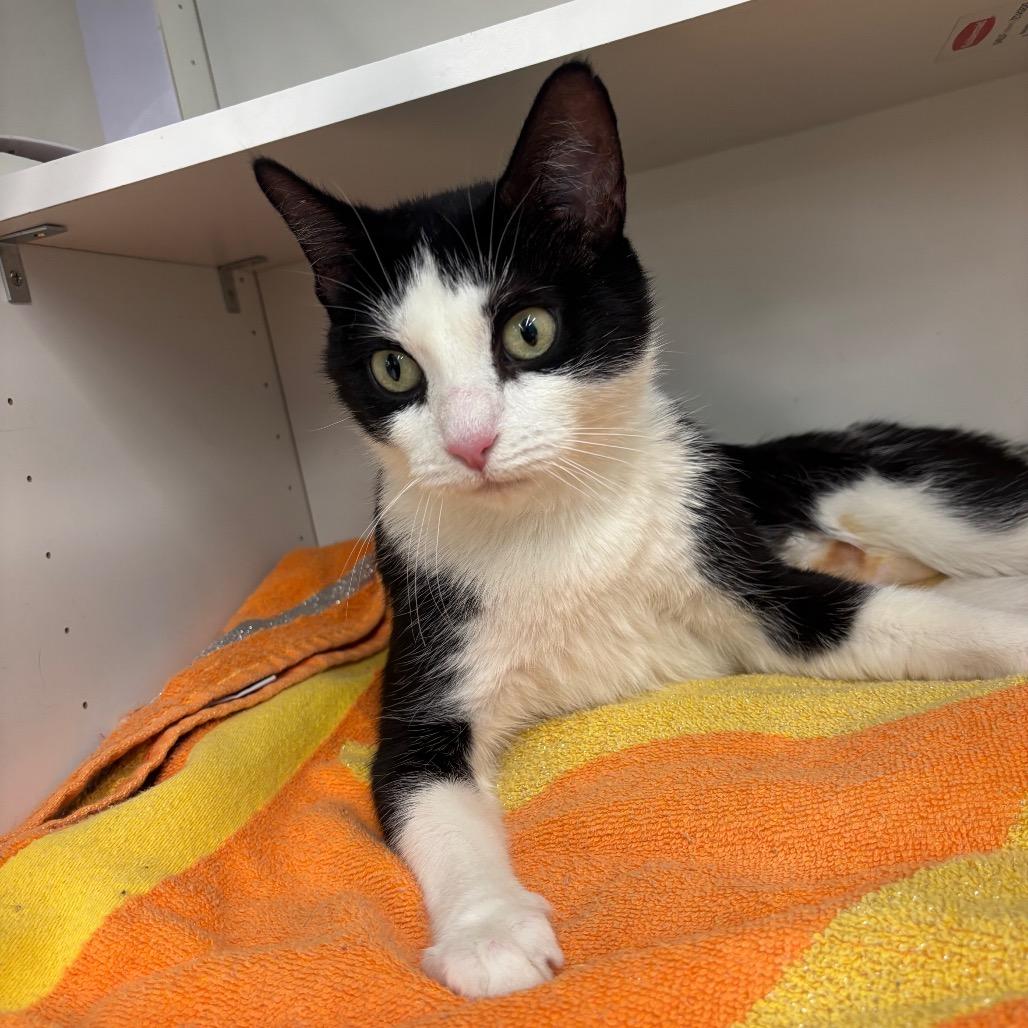 Enlarge Ozzie, a Adoptable Domestic Short Hair in Hamburg, NY image 1/6