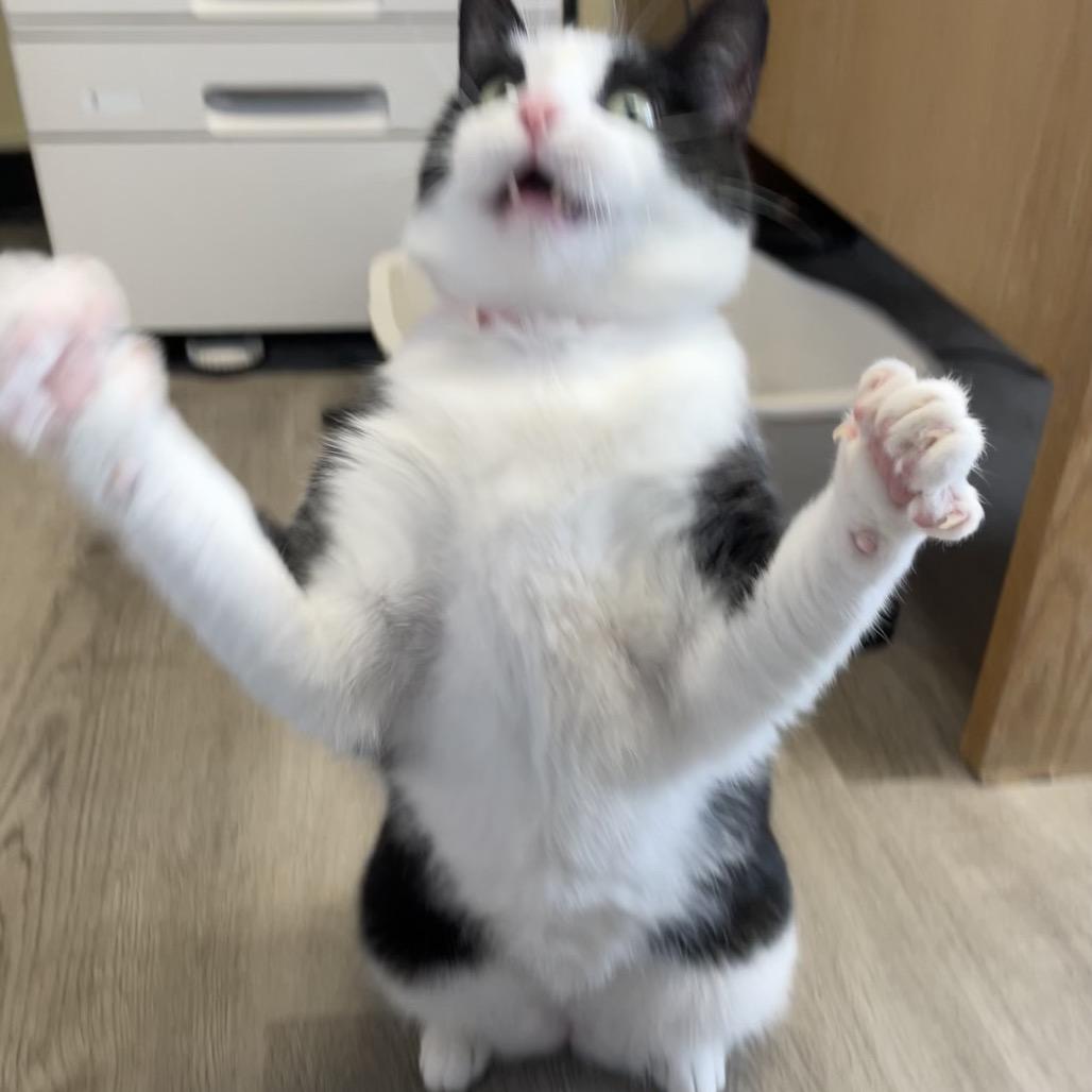 Enlarge Ozzie, a Adoptable Domestic Short Hair in Hamburg, NY image 2/6