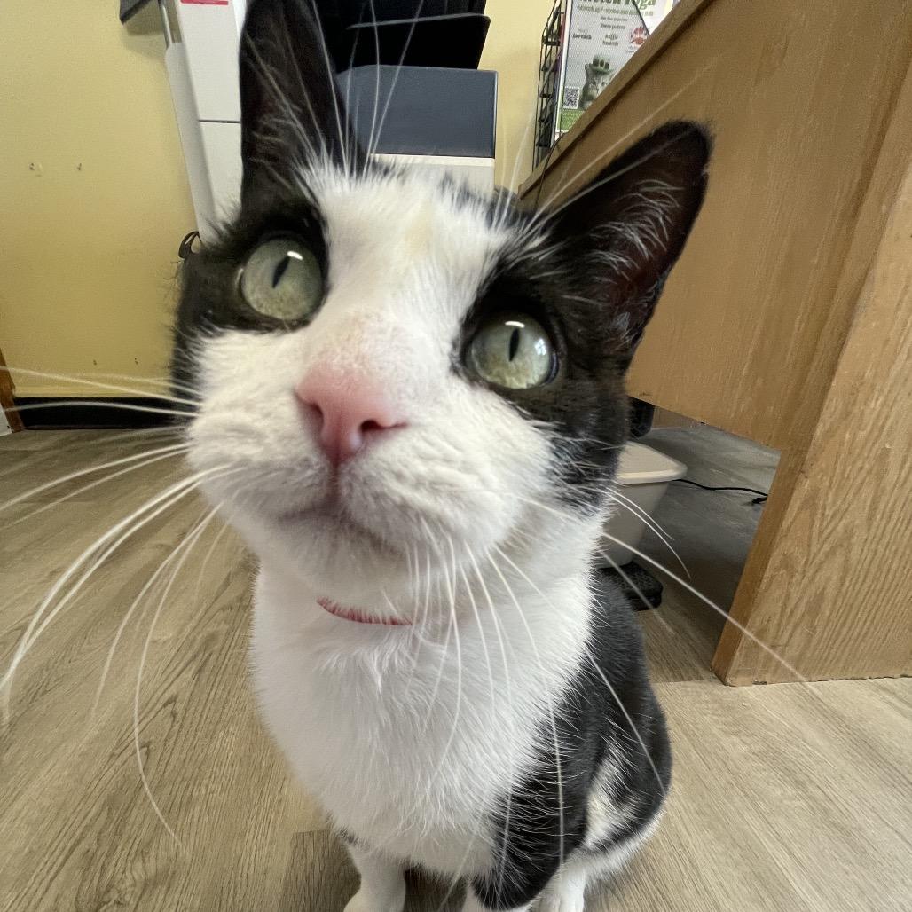 Enlarge Ozzie, a Adoptable Domestic Short Hair in Hamburg, NY image 4/6