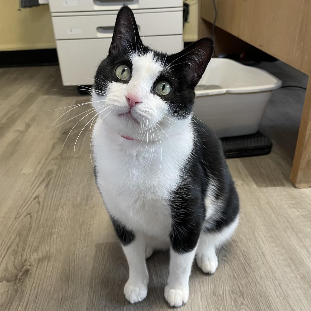 Enlarge Ozzie, a Adoptable Domestic Short Hair in Hamburg, NY image 5/6