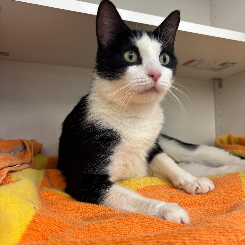 Enlarge Ozzie, a Adoptable Domestic Short Hair in Hamburg, NY image 6/6