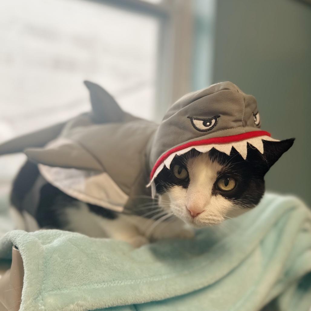 Enlarge Ozzie, a Adoptable Domestic Short Hair in Hamburg, NY image 6/6