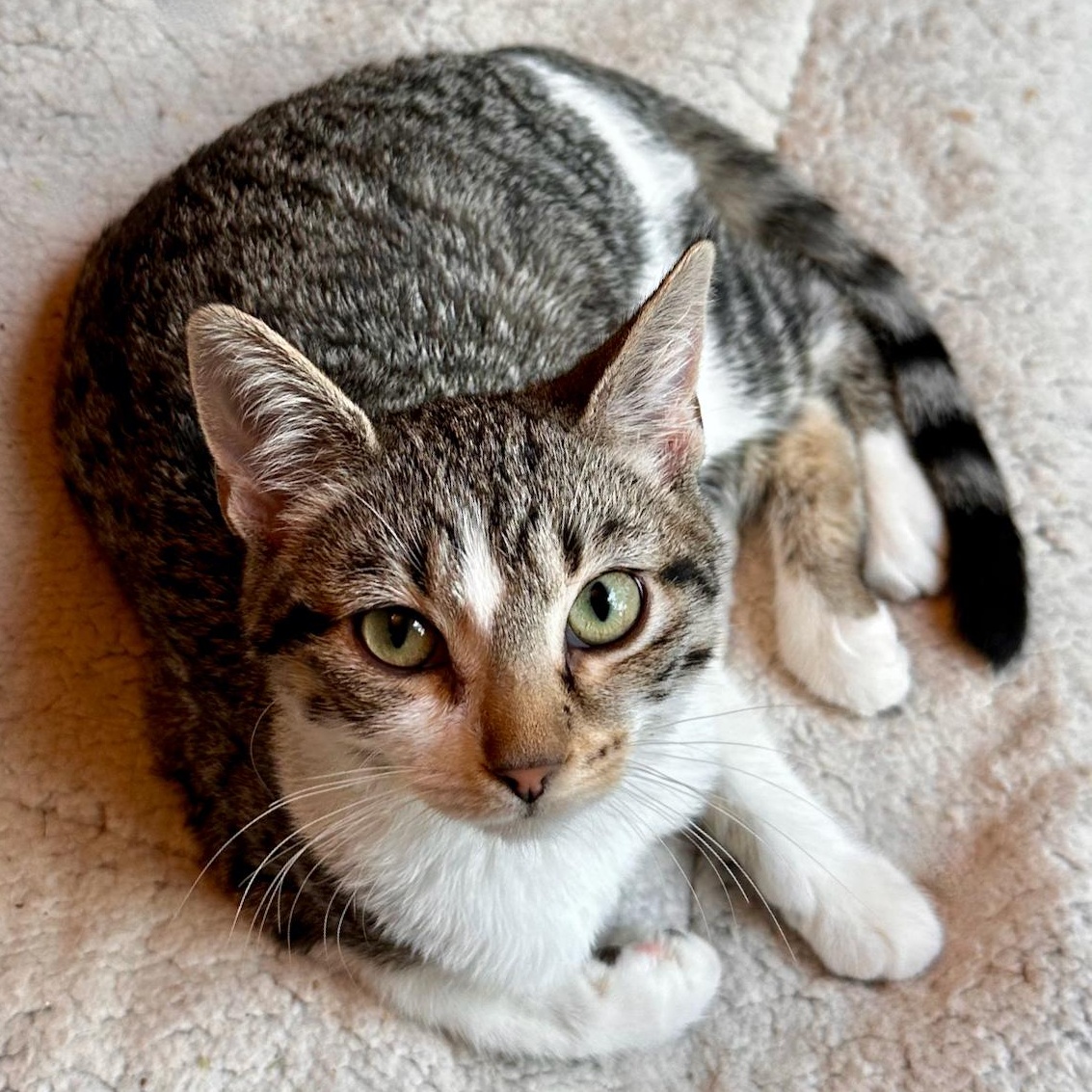 Enlarge Stella, a Adoptable mixed breed in East Brunswick, NJ image 2/6