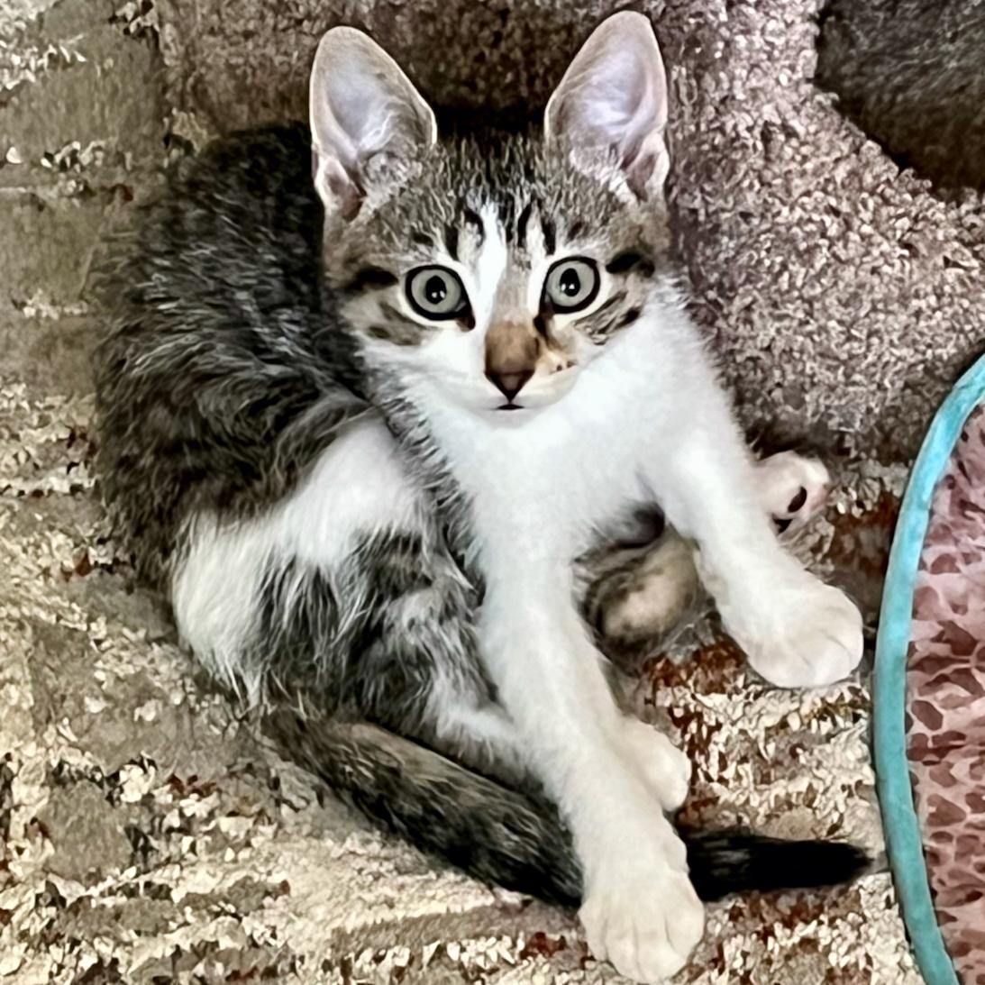 Stella, Adoptable, Kitten Female Domestic Short Hair.
