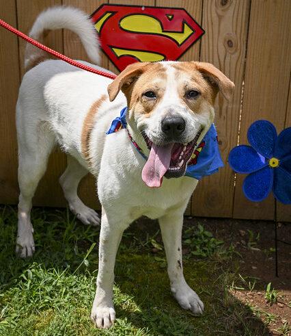 Simba, a Adoptable mixed breed in Marietta, GA image 2/5