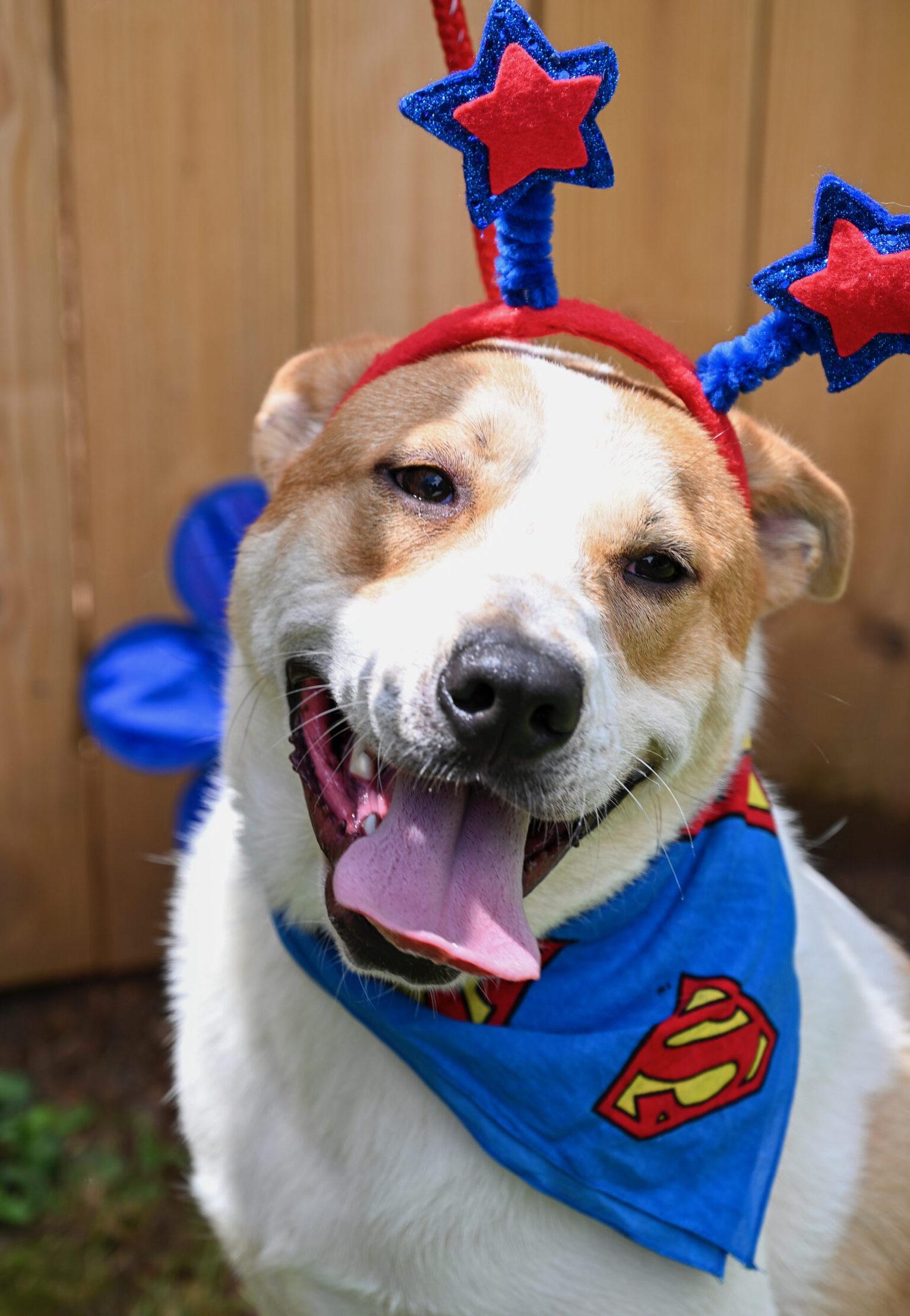 Simba, Adoptable, Young Male Great Pyrenees & Labrador Retriever.