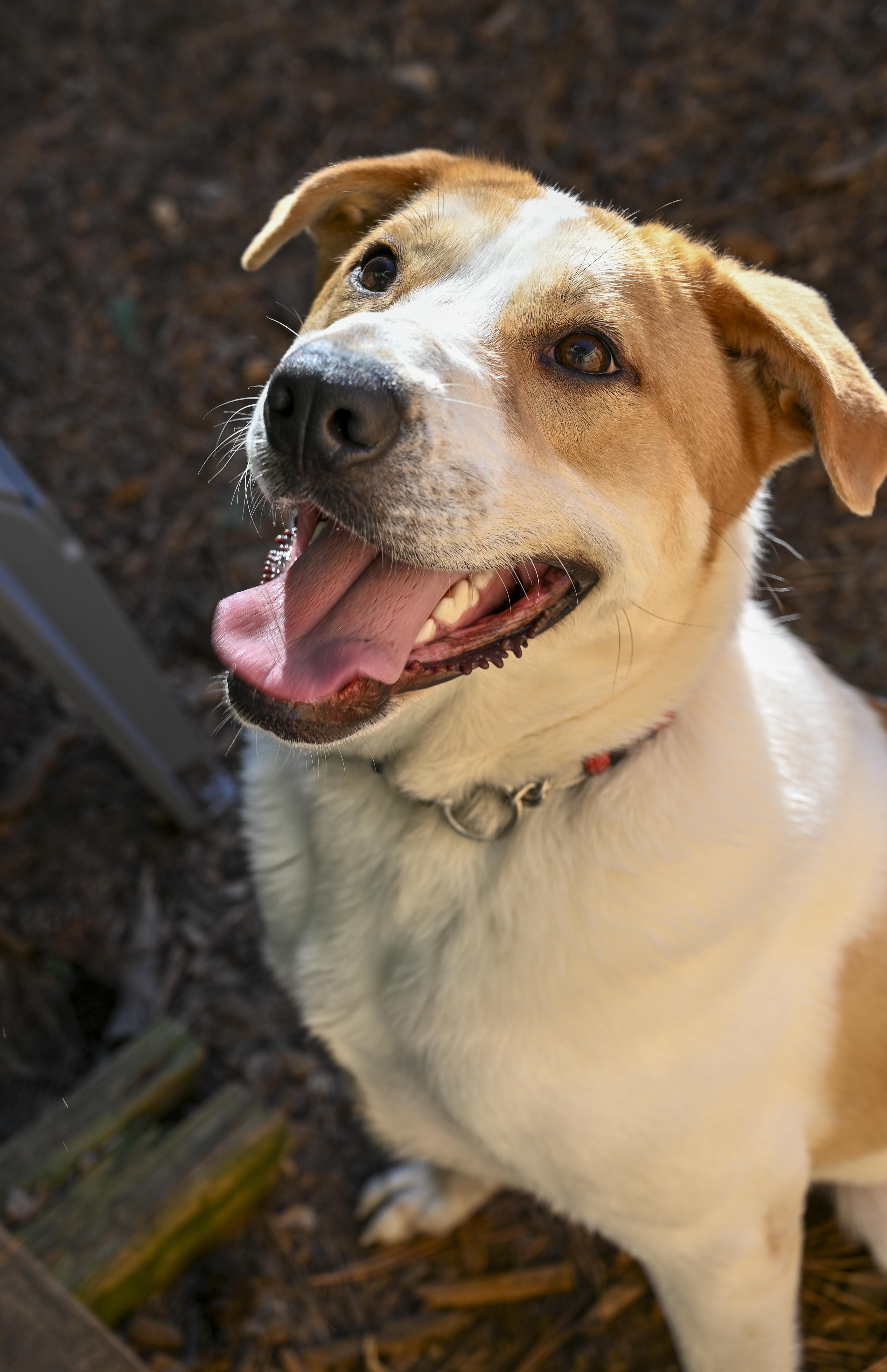 Simba, a Adoptable mixed breed in Marietta, GA image 4/5