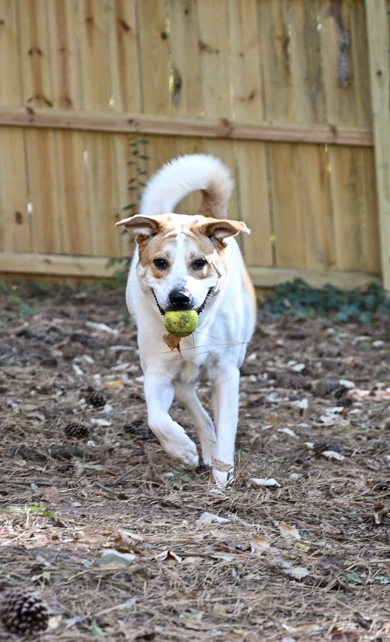 Simba, a Adoptable mixed breed in Marietta, GA image 5/5