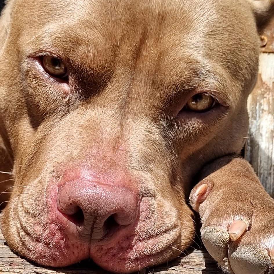 Cowboy (Courtesy post)