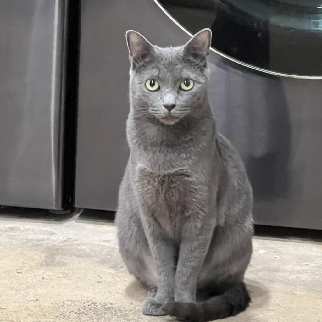 Astra, Adoptable, Adult Female Russian Blue.