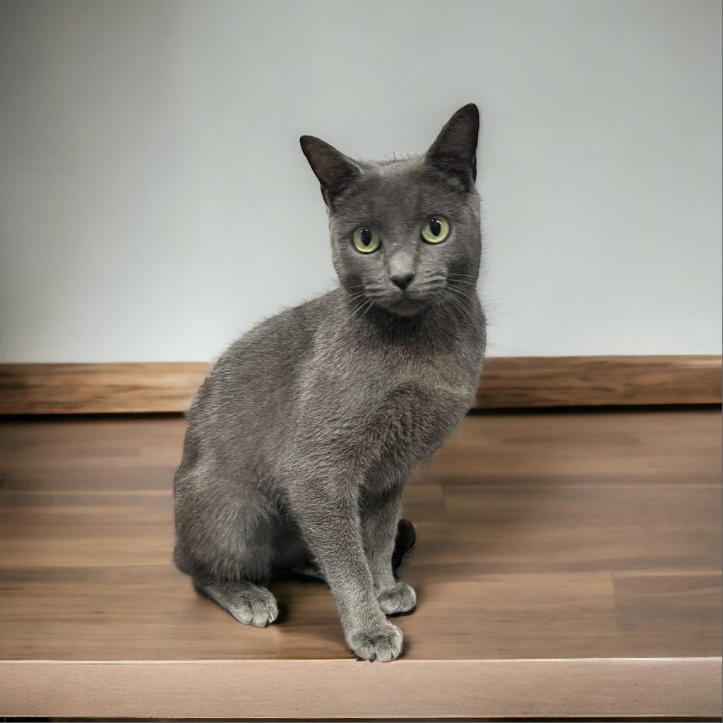 Enlarge Astra, a Adoptable Russian Blue in Fort Lauderdale, FL image 2/3