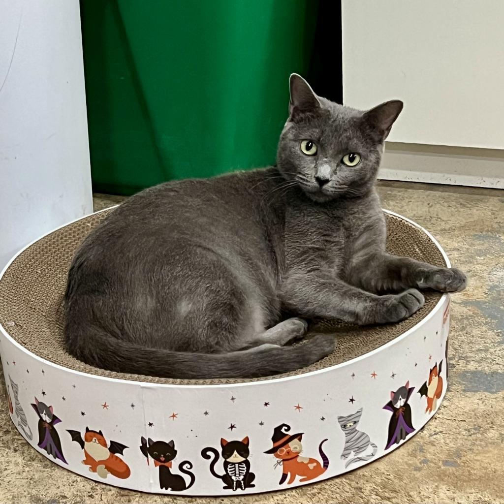 Enlarge Astra, a Adoptable Russian Blue in Fort Lauderdale, FL image 3/3