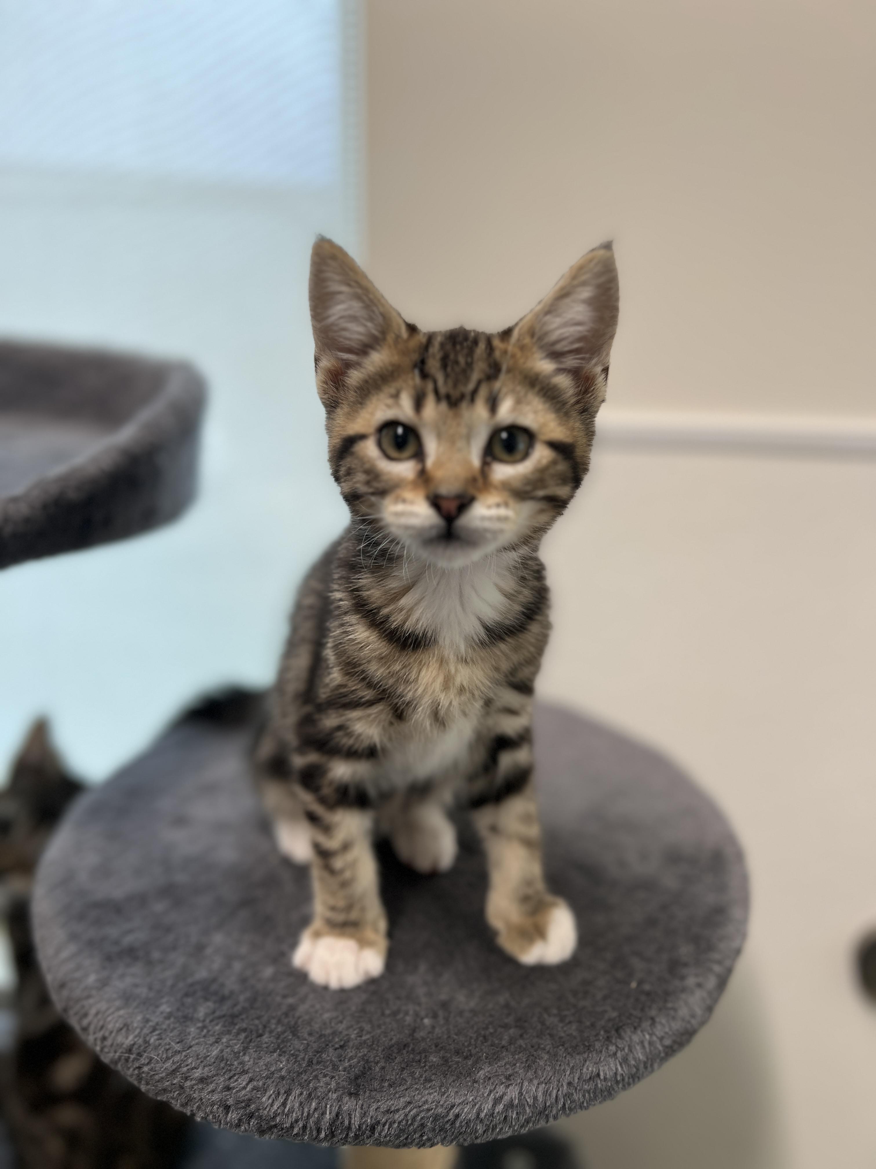 Feta, ADOPTABLE, Kitten Male Domestic Short Hair.