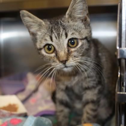 Enlarge Larryana Grande, a Adoptable mixed breed in Richmond, VA image 1/1