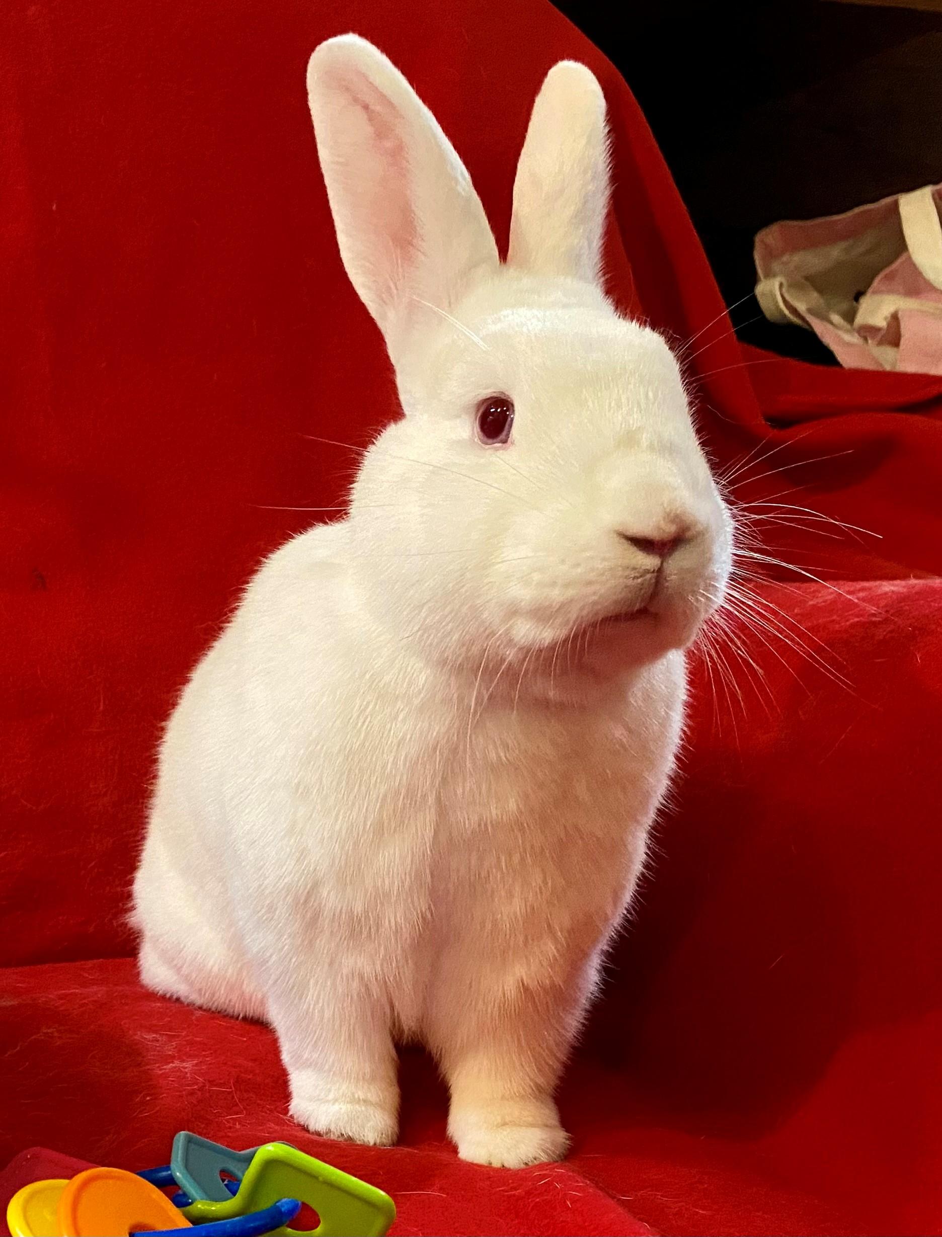 Enlarge Snoopy and Woodstock, a ADOPTABLE Mini Rex in Carnation, WA image 4/4