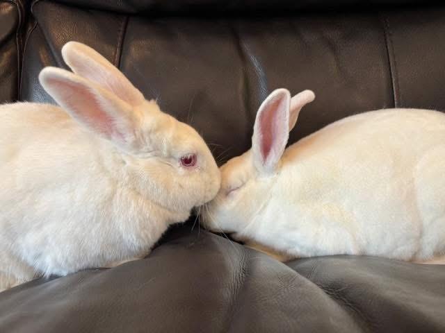 Enlarge Snoopy and Woodstock, a ADOPTABLE Mini Rex in Carnation, WA image 3/4