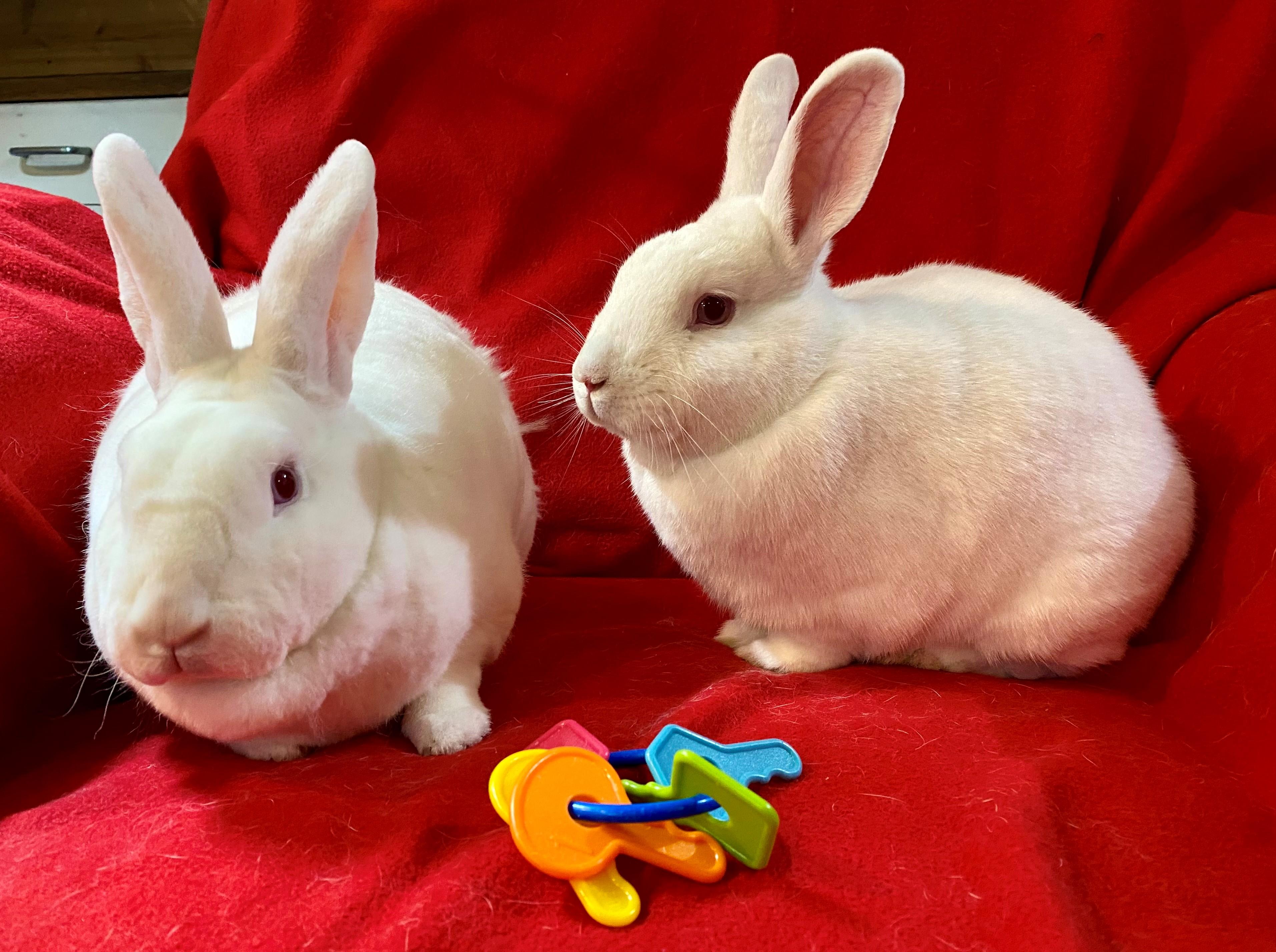Enlarge Snoopy and Woodstock, a ADOPTABLE Mini Rex in Carnation, WA image 2/4