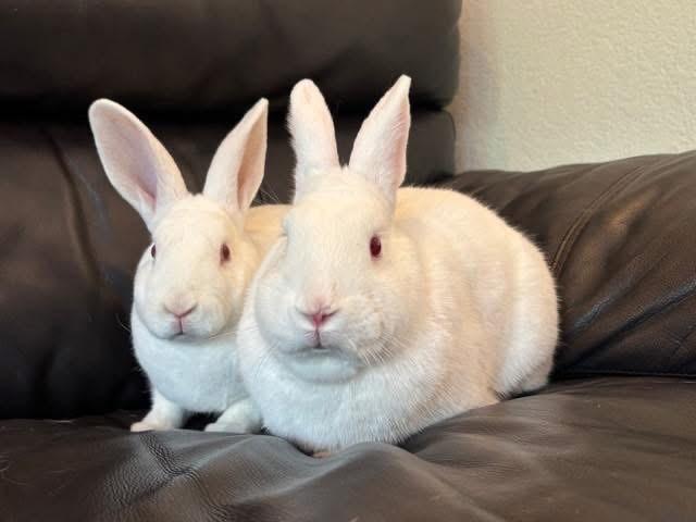Snoopy and Woodstock, ADOPTABLE, Adult Male Mini Rex.