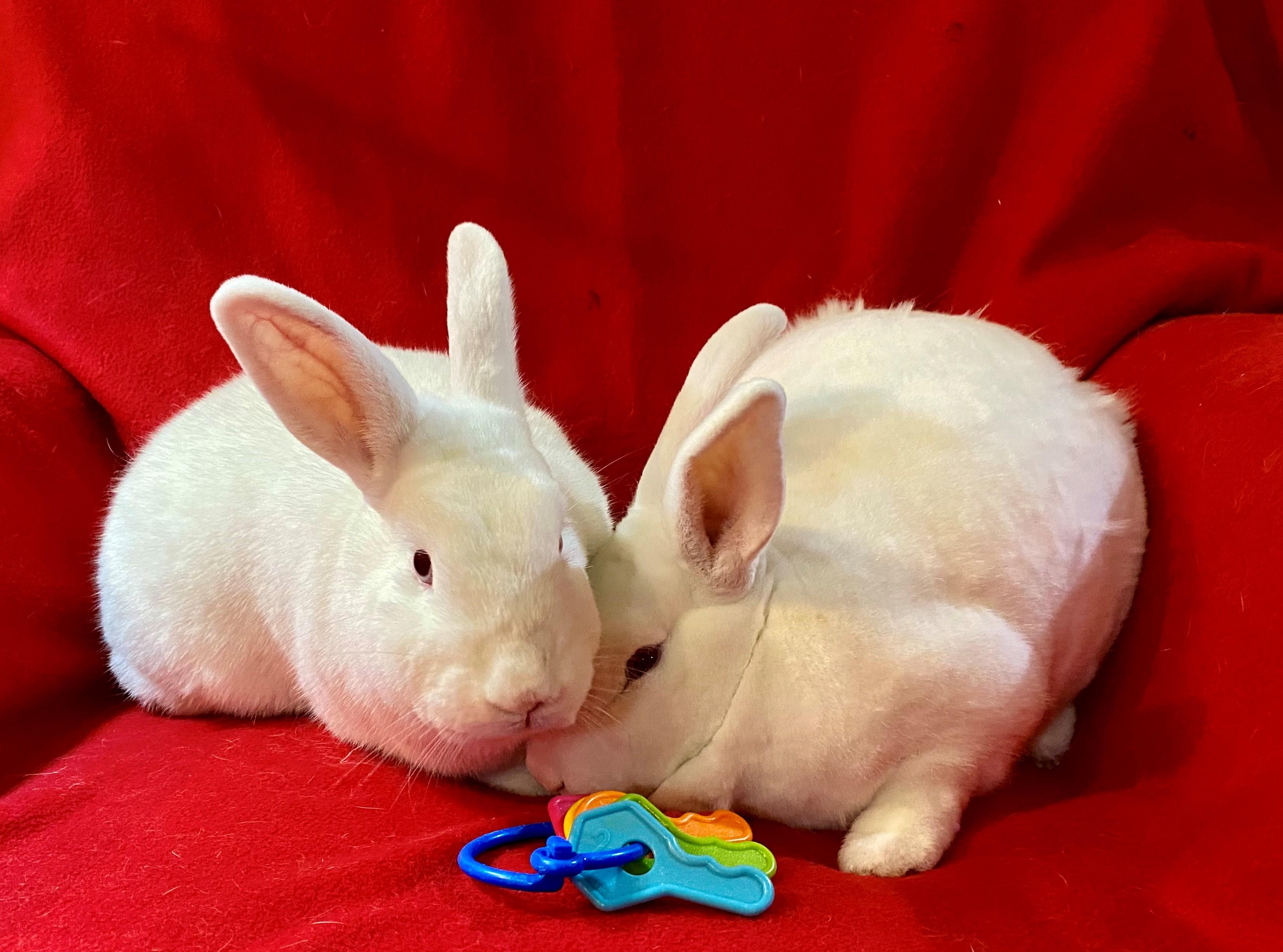 Enlarge Snoopy and Woodstock, a ADOPTABLE Mini Rex in Carnation, WA image 5/5