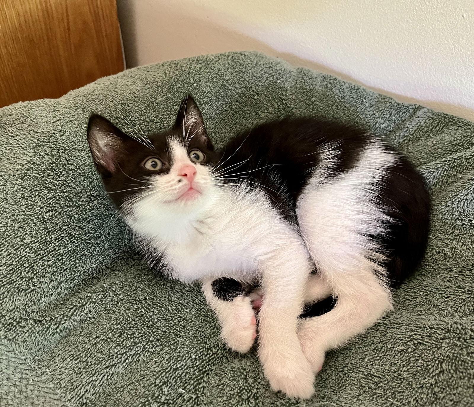 Starburst, Adopted, Kitten Female Domestic Short Hair.