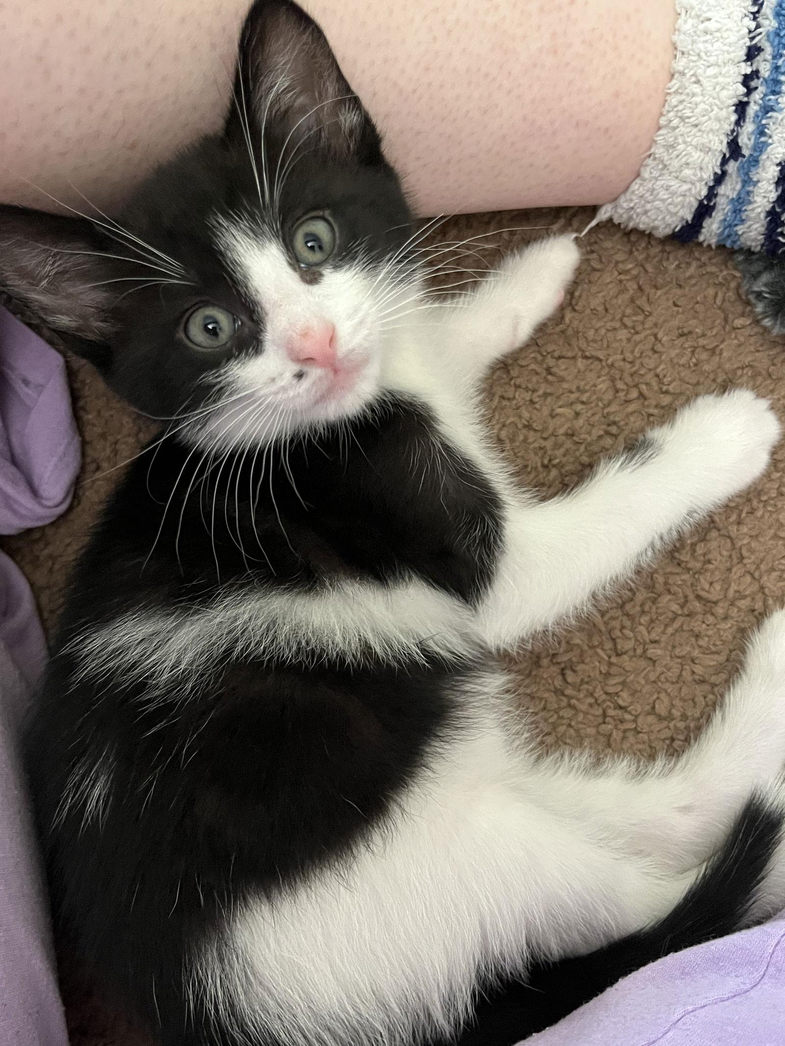 Starburst, a Adopted Domestic Short Hair in Penndel, PA image 2/3