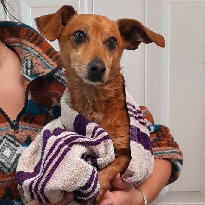 Jesse, a ADOPTABLE mixed breed in Metropolis, IL image 1/2