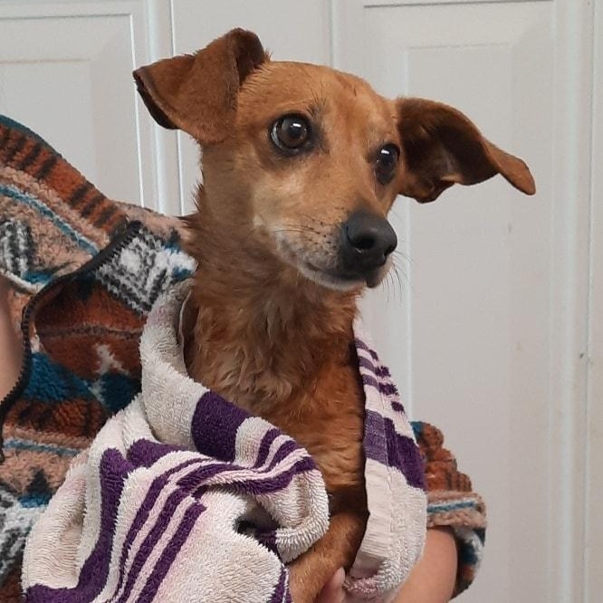 Jesse, a ADOPTABLE mixed breed in Metropolis, IL image 2/2