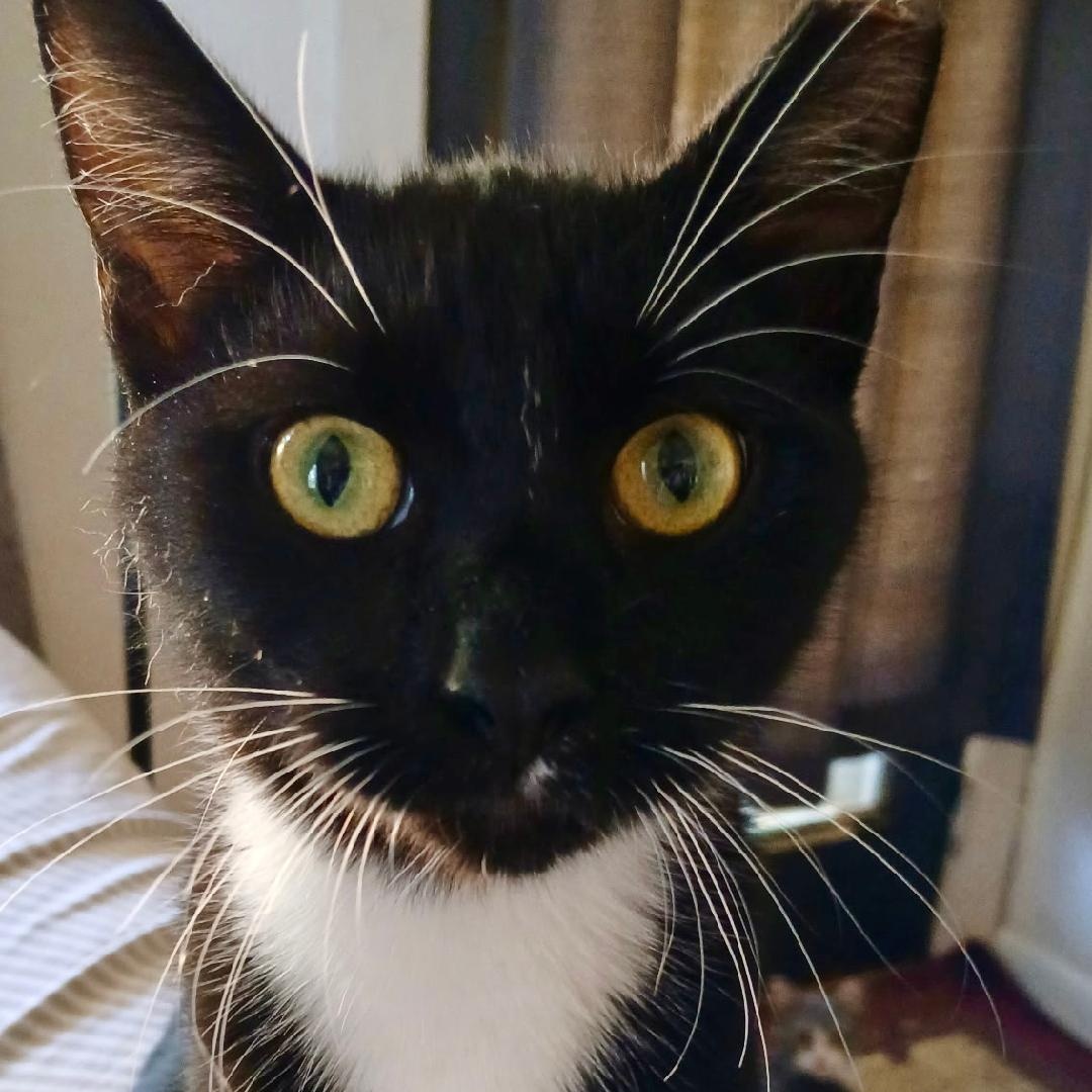 Gatsby, a Adoptable Domestic Short Hair in Gastonia, NC image 2/2