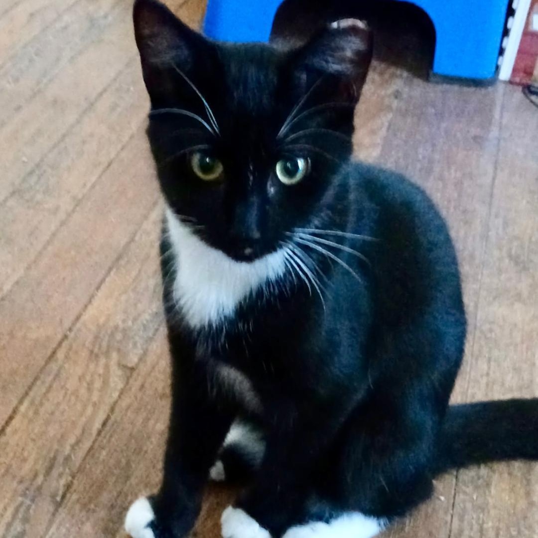 Gatsby, a Adoptable Domestic Short Hair in Gastonia, NC image 1/2