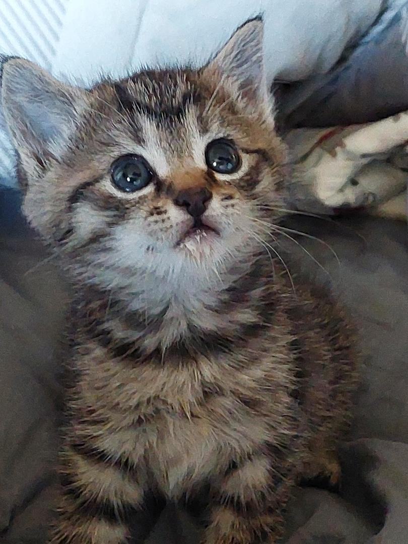 ANNIE, Adopted, Kitten Female Tabby.