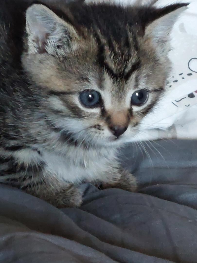 Enlarge ANNIE, a Adopted Tabby in Belle Vernon, PA image 2/5