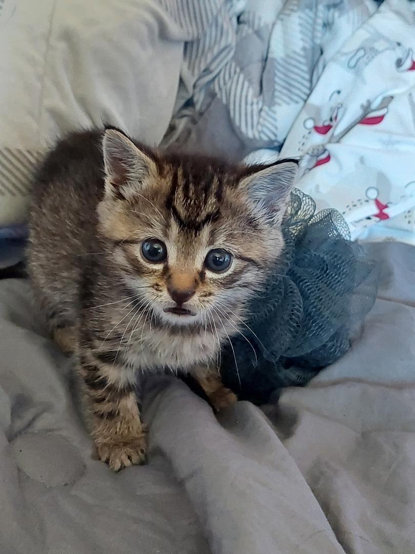 Enlarge ANNIE, a Adopted Tabby in Belle Vernon, PA image 3/5