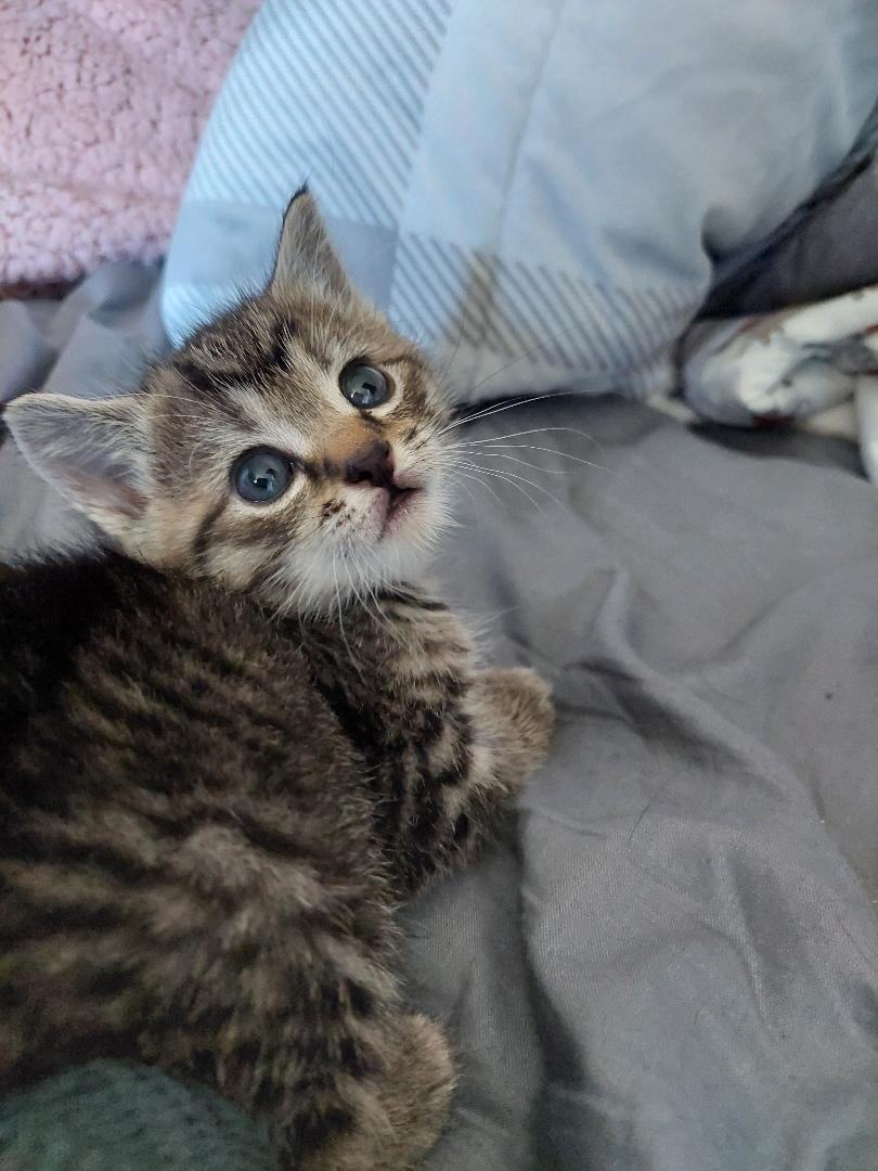 Enlarge ANNIE, a Adopted Tabby in Belle Vernon, PA image 4/5