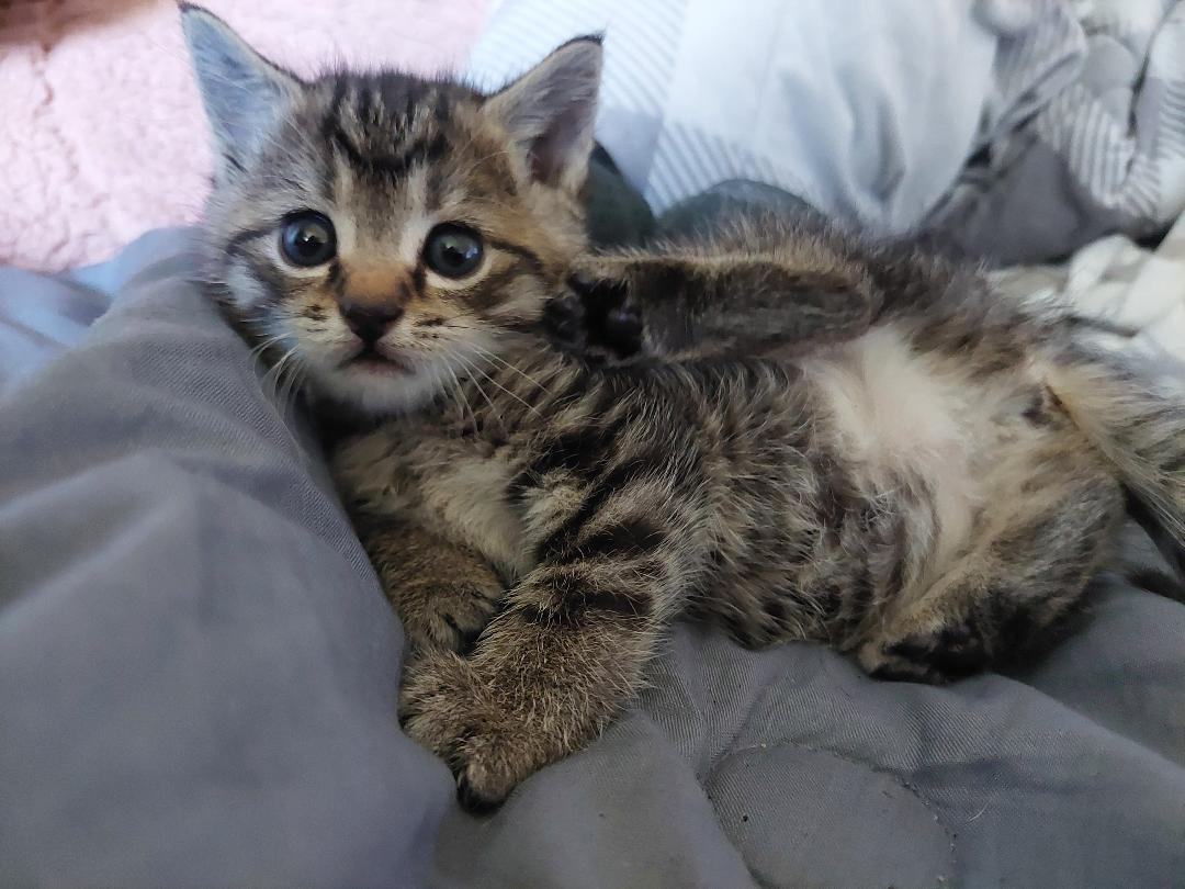 Enlarge ANNIE, a Adopted Tabby in Belle Vernon, PA image 5/5